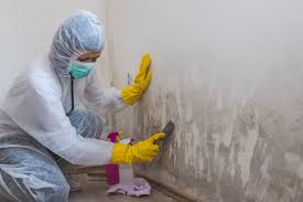 Best Mold Removal for HVAC Installations in Osseo, MN